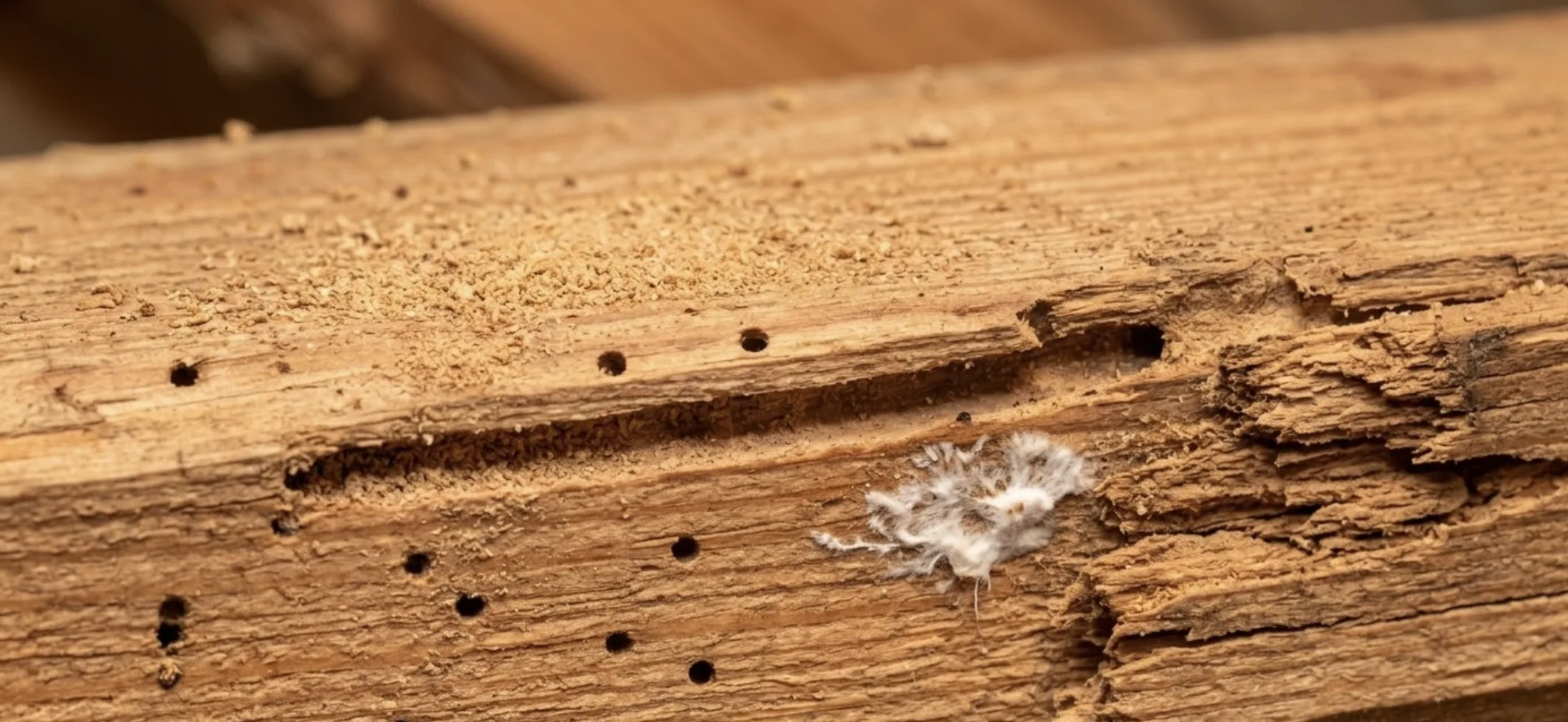 Une équipe de couvreurs professionnels nettoyant des gravats après le bûchage d'une charpente ancienne